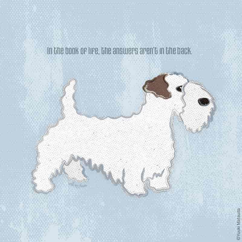 Sealyham-Terrier