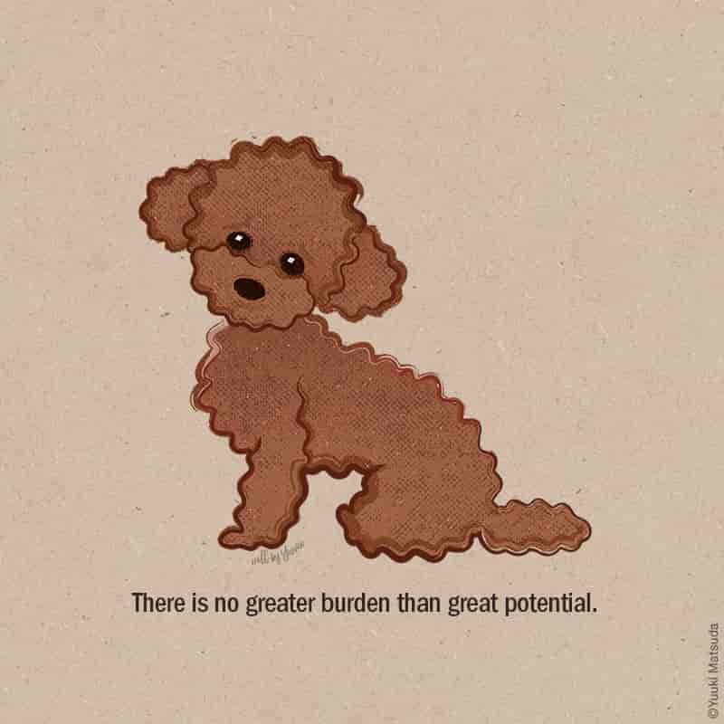 toy-poodle